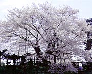 素桜神社の神代サクラ
