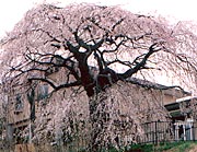 関所破りの桜