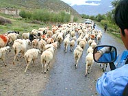 道路は羊優先